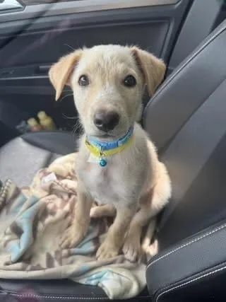 A baby small-sized male Labrador Retriever dog named Cheddar for adoption in Colorado Springs, CO