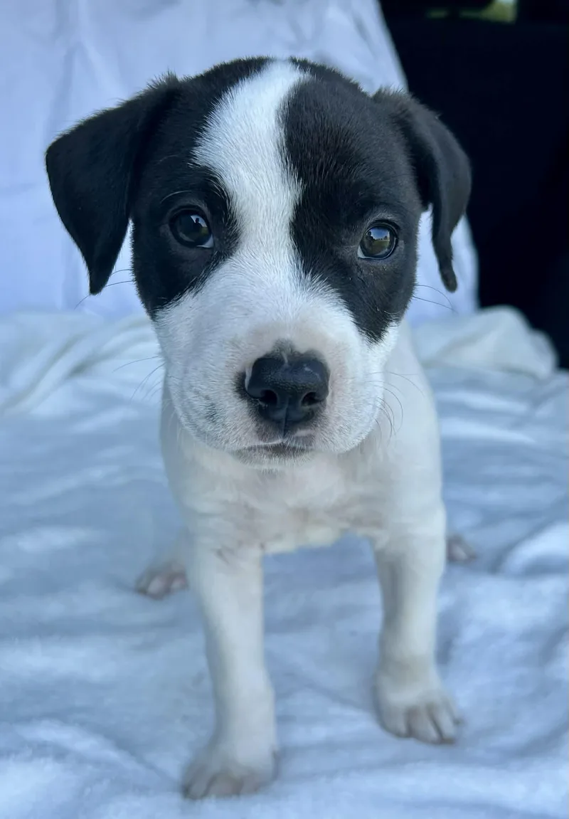 A baby medium-sized male Black Pit Bull Terrier dog named Zion for adoption in Watertown, CT