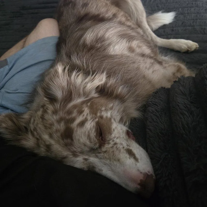 An adult medium-sized male Merle (Red) Border Collie dog named Pilot for adoption in Brewster, NY