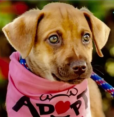 A baby medium-sized female Golden Labrador Retriever dog named Kona for adoption in Orlando, FL