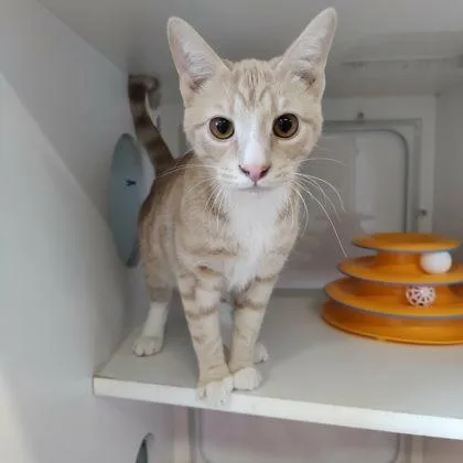 An adult medium-sized male Domestic Short Hair cat named Ninja for adoption in Voorhees, NJ