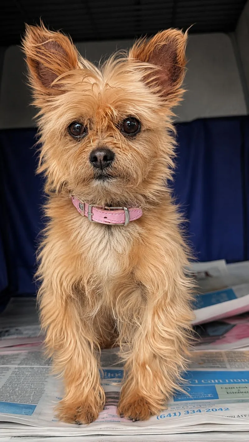 A senior small-sized female Apricot / Beige Shih Tzu dog named Peanut for adoption in Toledo, OH