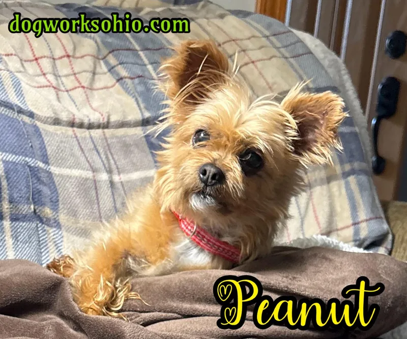 Peanut thumbnail 2