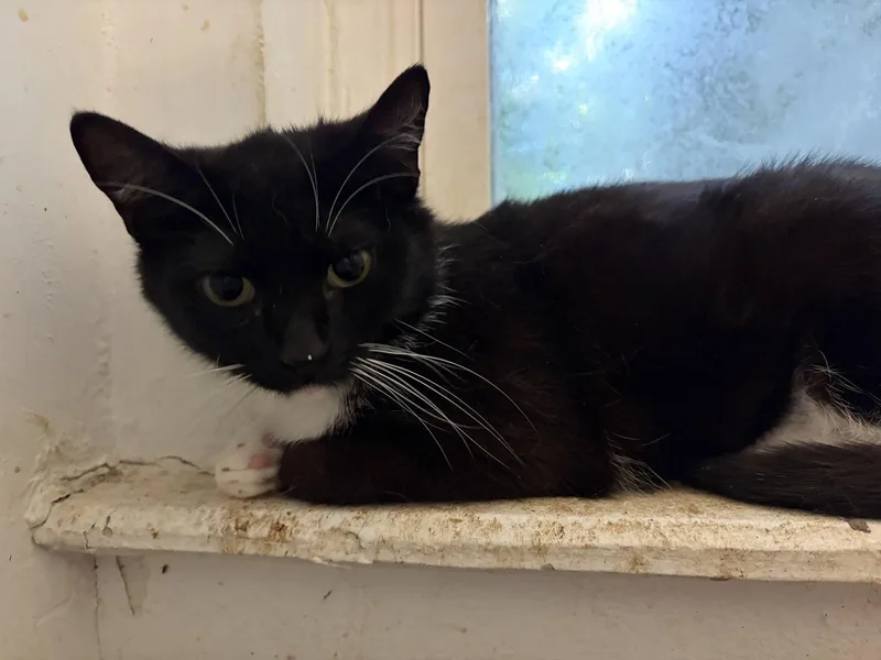 A young small-sized female Black & White / Tuxedo Domestic Short Hair cat named Ruby for adoption in Philadelphia, PA