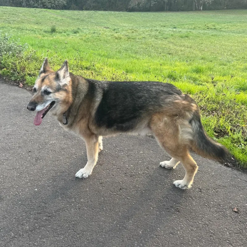 A senior large-sized male German Shepherd Dog dog named Aksel for adoption in Corvallis, OR