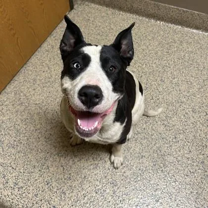 An adult large-sized female Mixed Breed dog named Larae for adoption in Merriam, KS