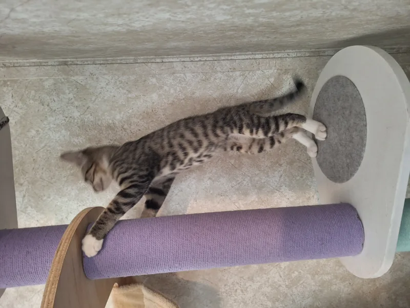 Samantha thumbnail 2