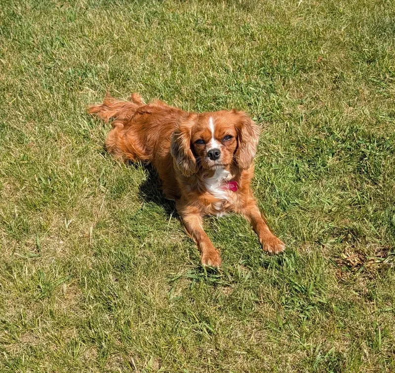 Janet