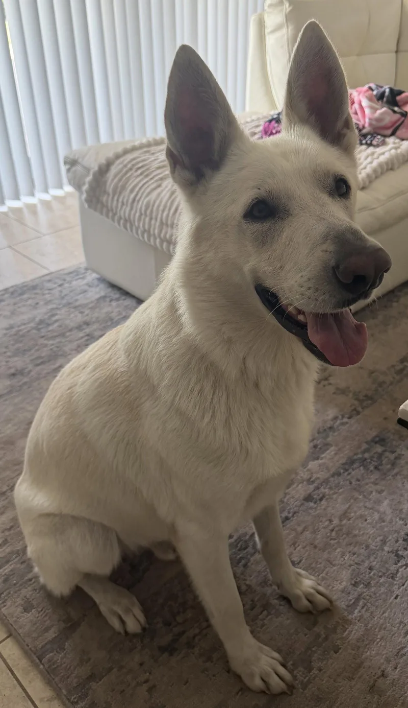 An adult large-sized male White German Shepherd dog named Monty for adoption in Londonderry, NH