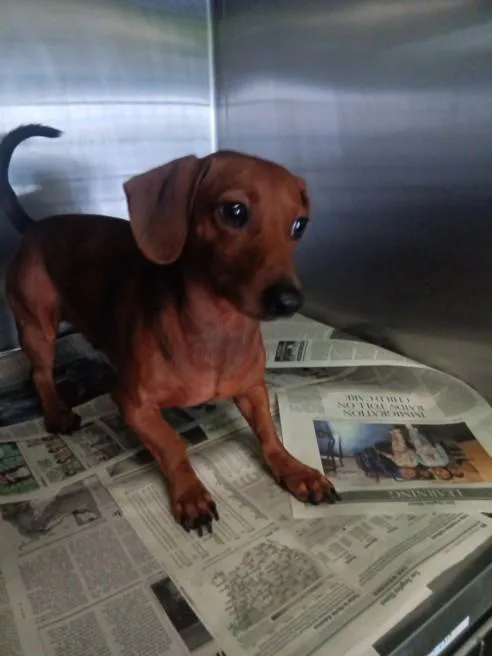 A young small-sized male Miniature Pinscher dog named Mini Cooper for adoption in Los Angeles, CA