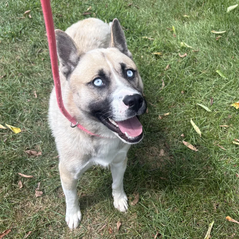 A young medium-sized male White / Cream Husky dog named Enzo for adoption in Mount Pleasant, MI