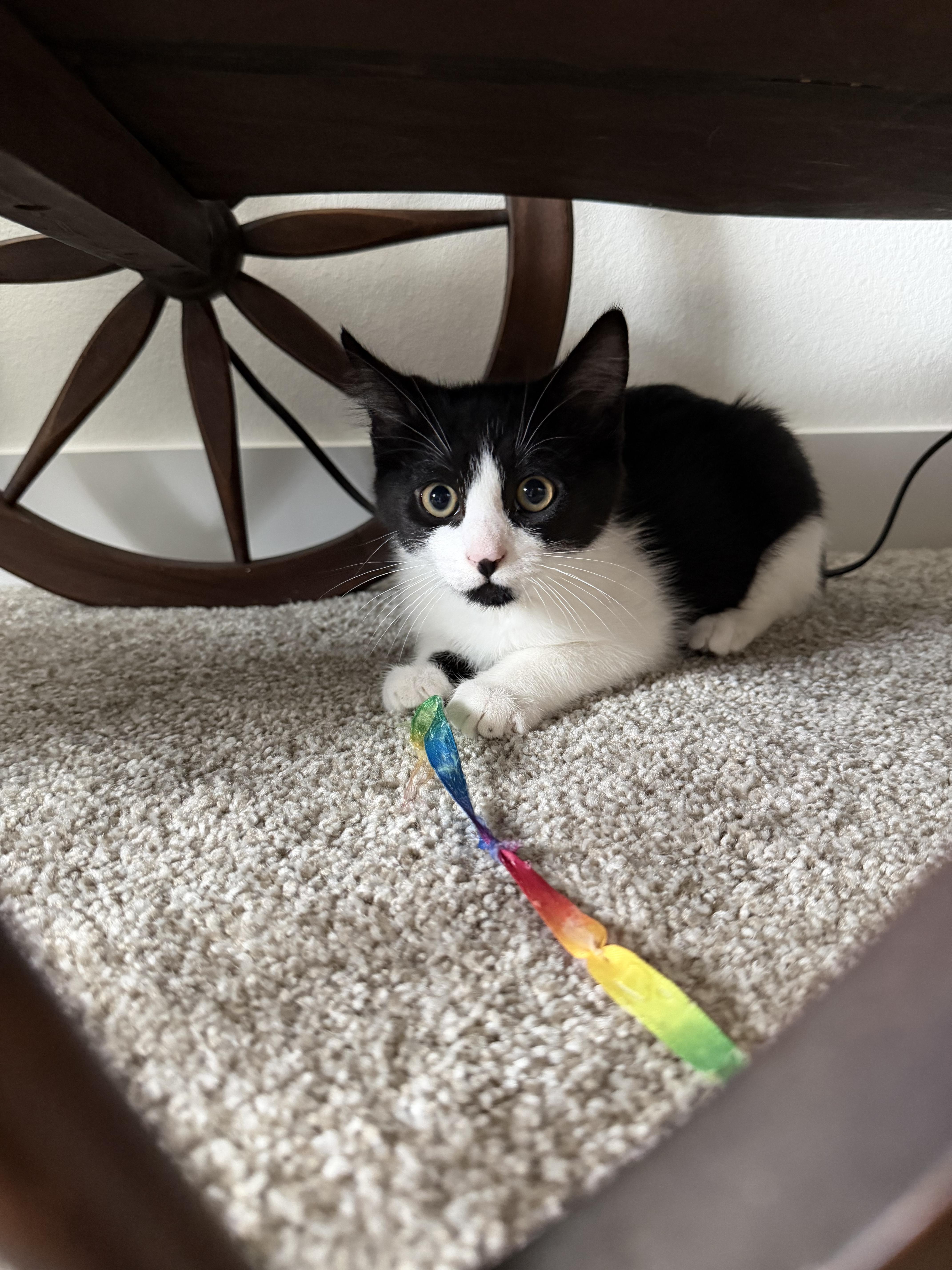 A baby medium-sized male Black & White / Tuxedo Domestic Short Hair cat named King for adoption in Ephrata, WA