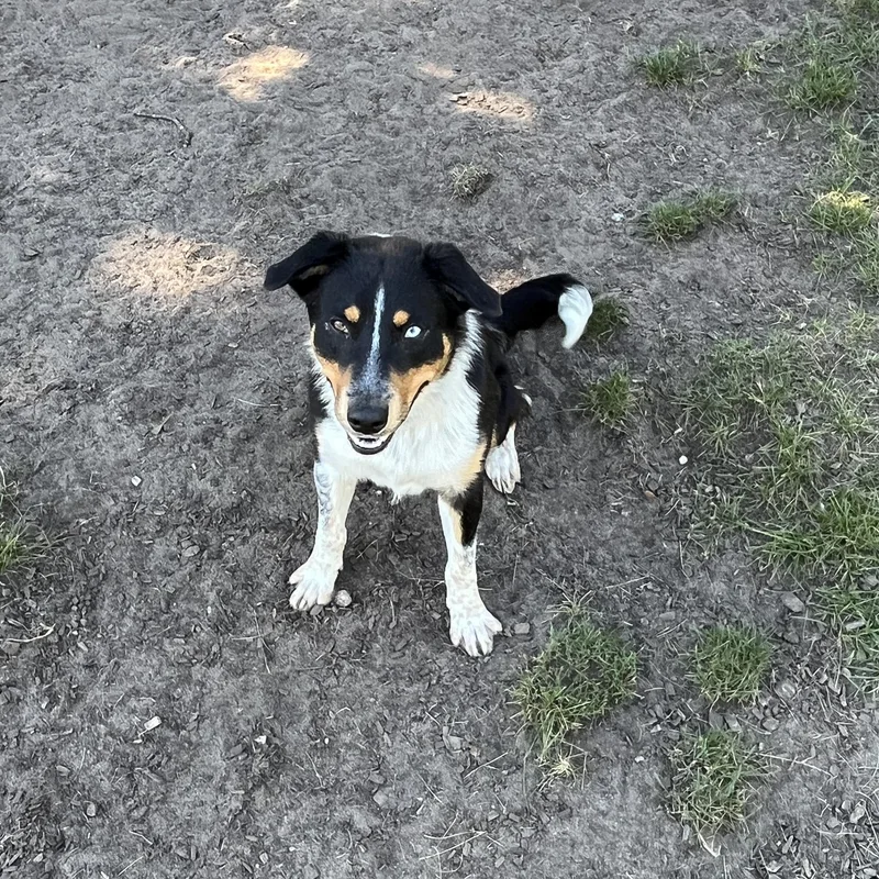 A young medium-sized male Australian Shepherd dog named Kenny for adoption in Mount Pleasant, MI