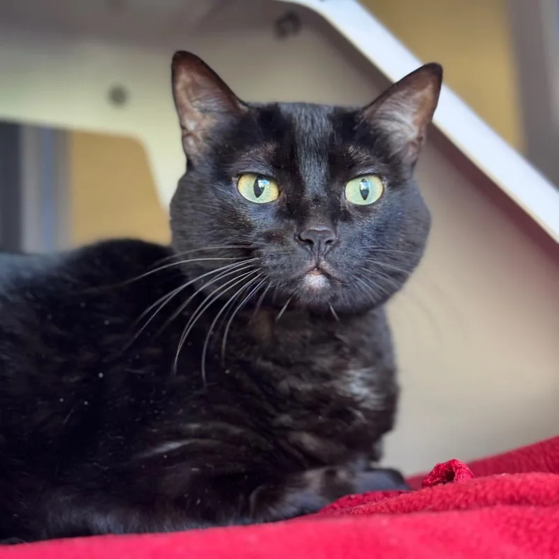 An adult large-sized female Black Domestic Short Hair cat named Midnight for adoption in Santa Barbara, CA
