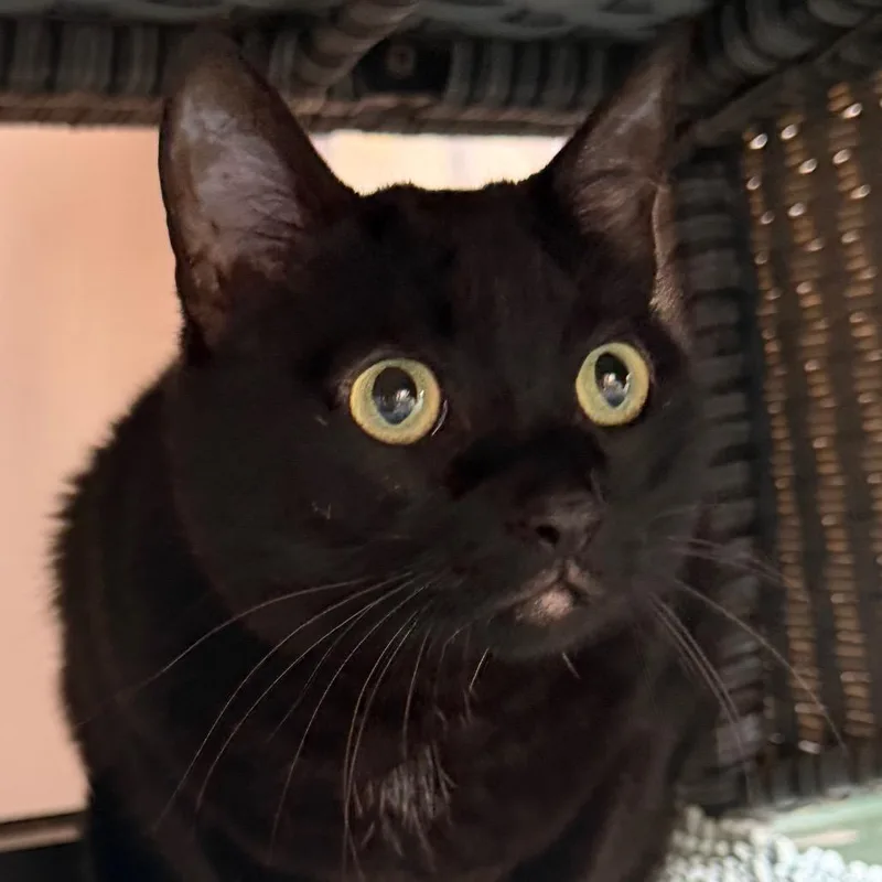 Midnight thumbnail 4