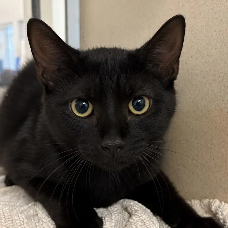 A baby small-sized male Black Domestic Short Hair cat named Dangnabit for adoption in Gloucester, VA