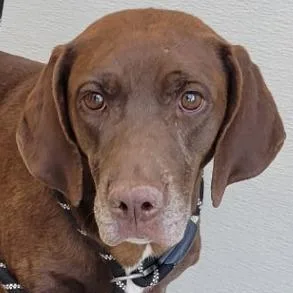 A senior medium-sized female Brown / Chocolate Mixed Breed dog named Sadie for adoption in Las Cruces, NM