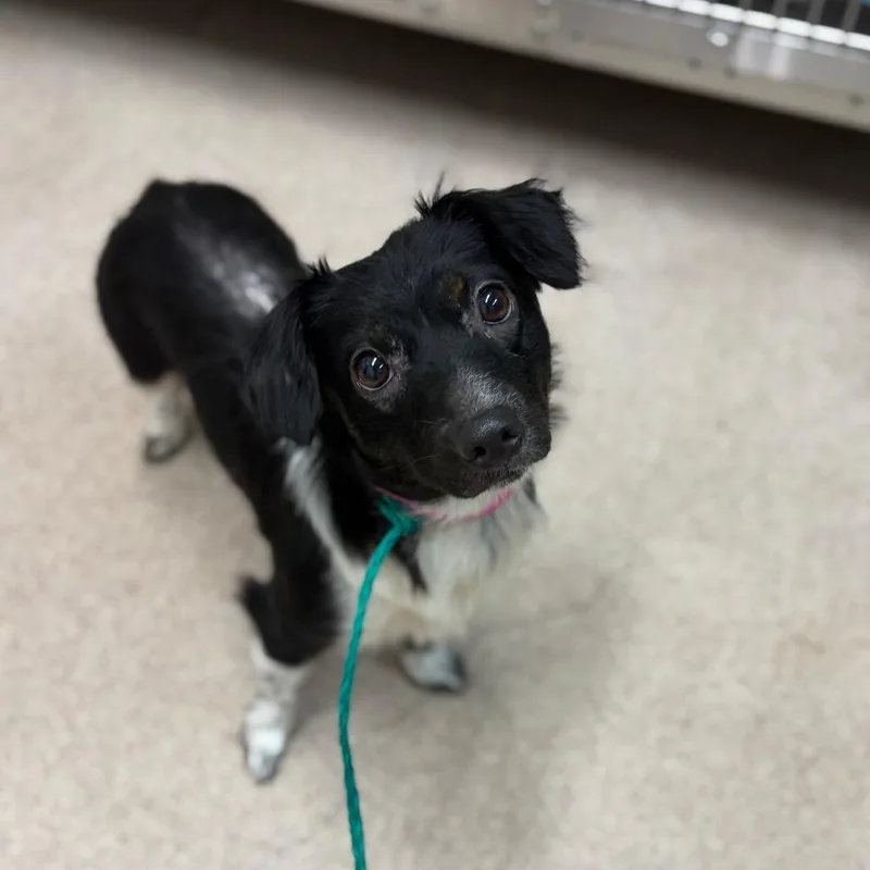 A young small-sized female Black Mixed Breed dog named Zoey for adoption in Ardmore, OK