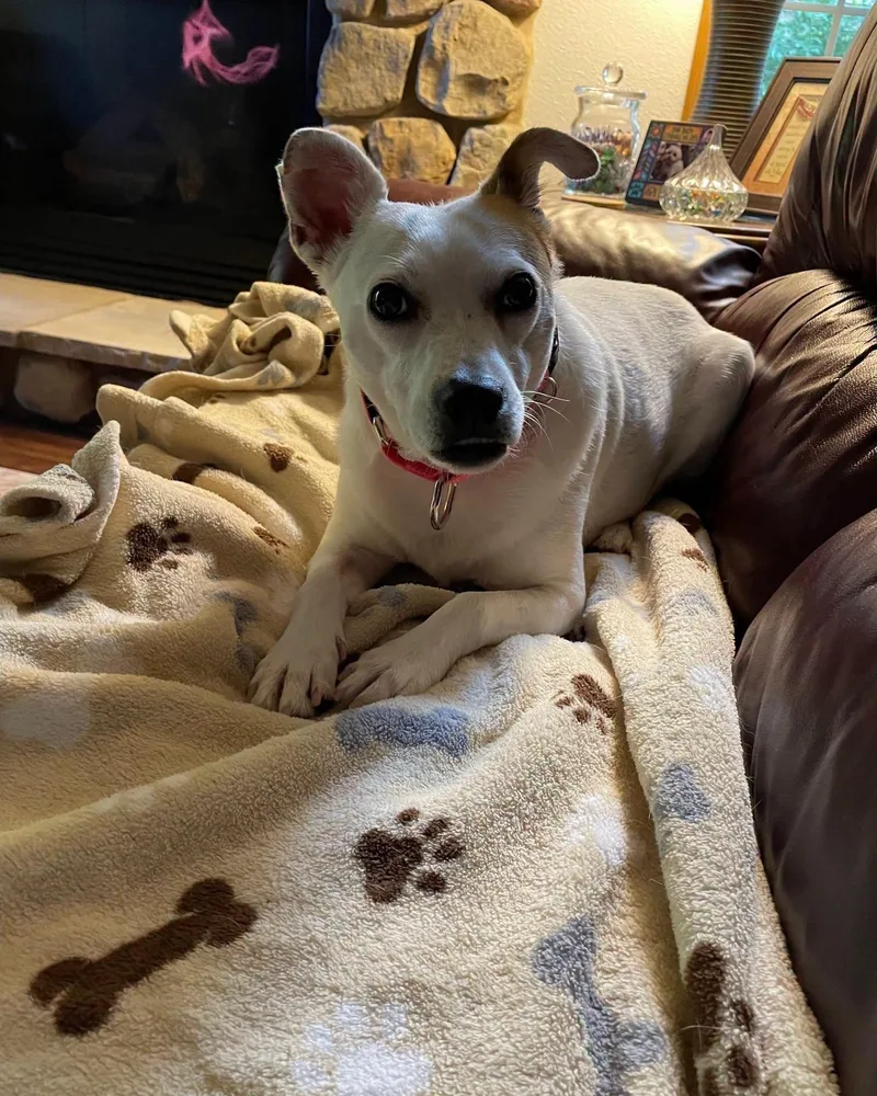 An adult small-sized female White / Cream Jack Russell Terrier dog named Elma for adoption in Sheboygan, WI