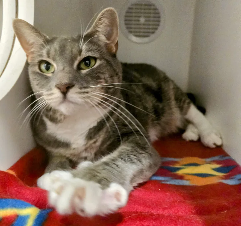An adult medium-sized female Tabby (Gray / Blue / Silver) Domestic Short Hair cat named Luna for adoption in Amityville, NY