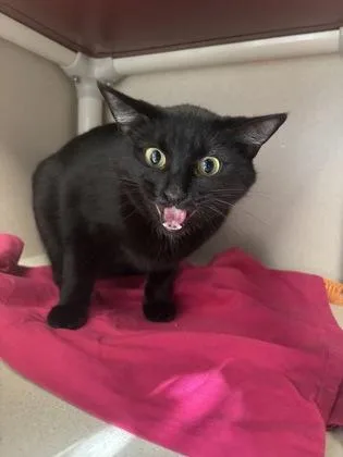 An adult small-sized female Bombay cat named Nova for adoption in East Brookfield, MA