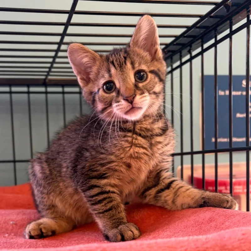 A baby small-sized male Brown / Chocolate Domestic Short Hair cat named Glenn for adoption in Morrisville, VT