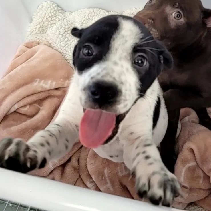 A baby small-sized female White / Cream Mixed Breed dog named Cannoli for adoption in Duncan, OK