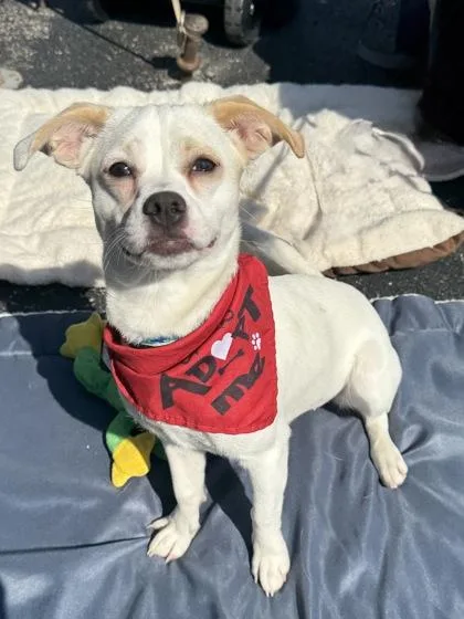A young small-sized female White / Cream Chihuahua dog named Dash for adoption in Tinley Park, IL