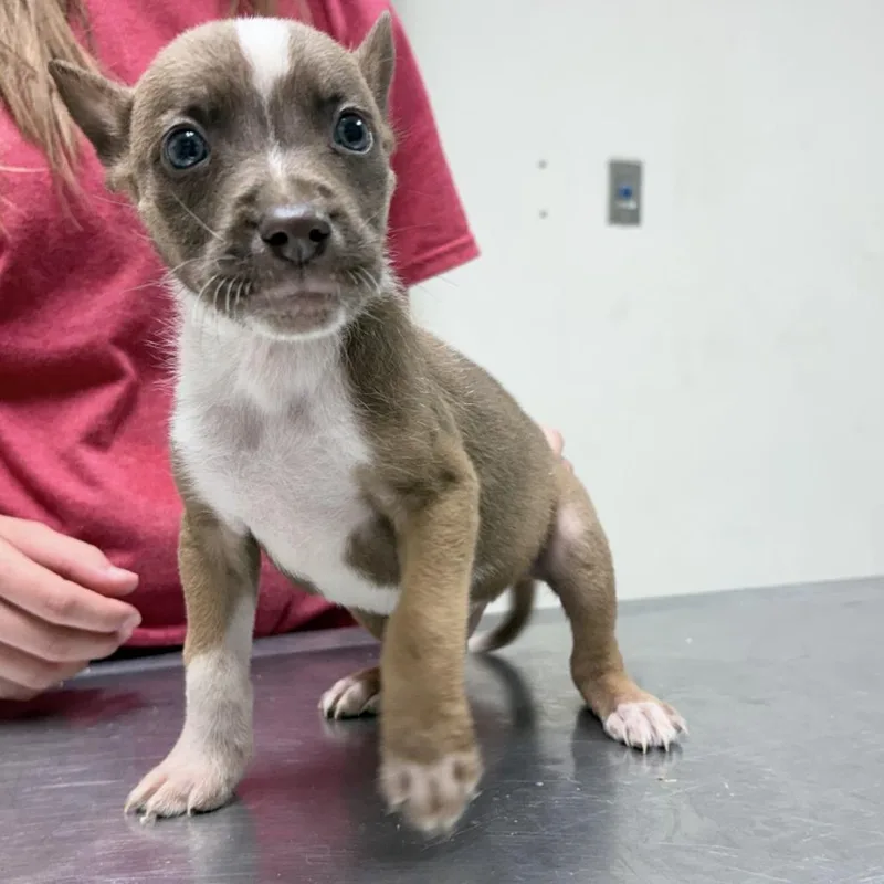 A baby small-sized male Cattle Dog dog named Leonardo for adoption in Tyler, TX