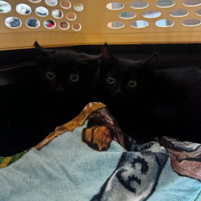 A baby medium-sized male Domestic Short Hair cat named Penn Conover for adoption in Eagle Mountain, UT