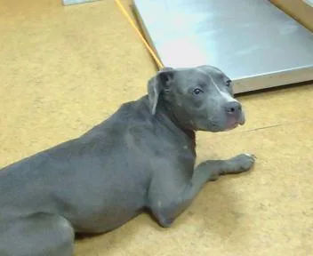 A young medium-sized female Pit Bull Terrier dog named Lady for adoption in Sacramento, CA