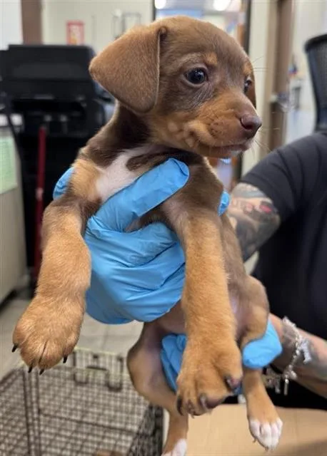 A baby small-sized female Dachshund dog named Meredith for adoption in San Antonio, TX
