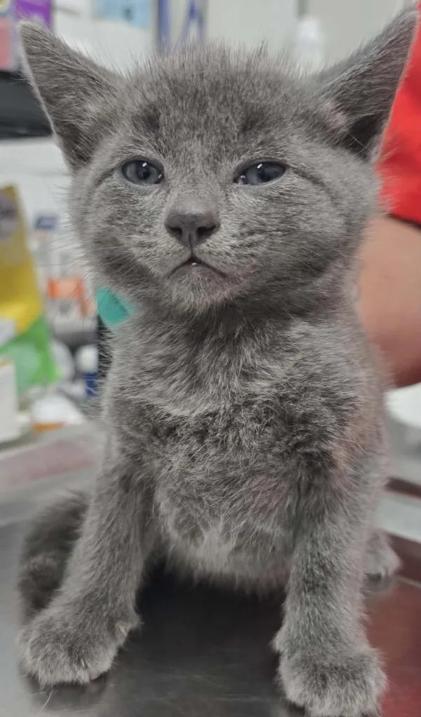 A baby small-sized male Domestic Short Hair cat named Bluey for adoption in Hillsdale, IN