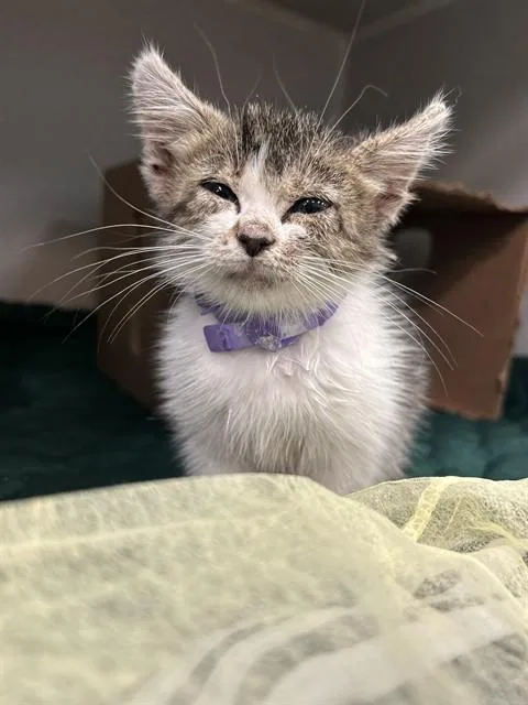 A baby medium-sized female Domestic Short Hair cat named Dory for adoption in Dallas, TX