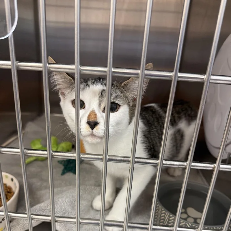 A baby medium-sized male Brown / Chocolate Domestic Short Hair cat named Maze for adoption in Port Charlotte, FL