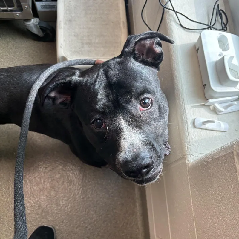 A young medium-sized male Pit Bull Terrier dog named Mace for adoption in Council Bluffs, IA