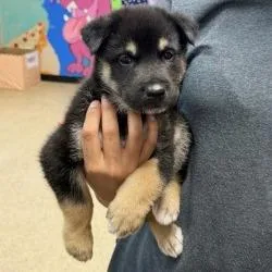 Puppy