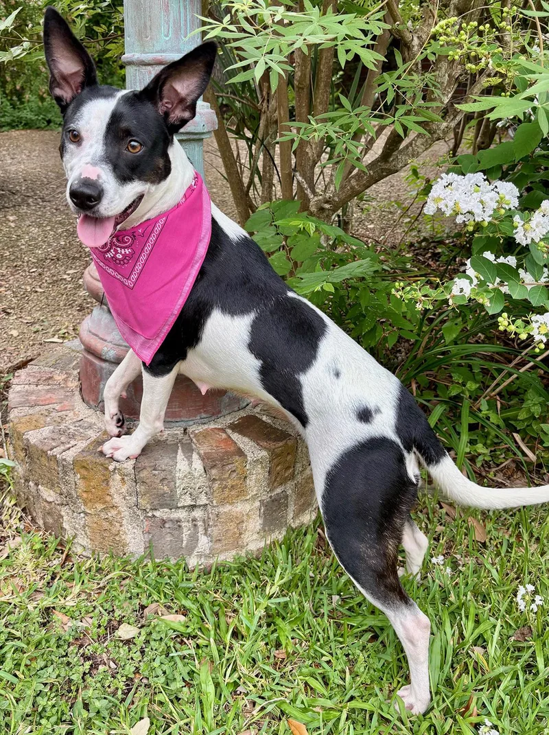 An adult medium-sized female Harlequin Terrier dog named Luna Moo  Sweet for adoption in Cypress, TX
