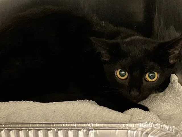 A baby small-sized female Domestic Short Hair cat named Galaxy for adoption in Tustin, CA
