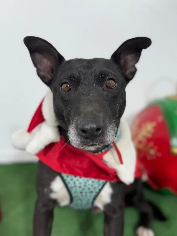 A young medium-sized female Black Jack Russell Terrier dog named Becca for adoption in Carlsbad, CA