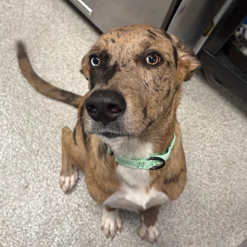 A young medium-sized male Yellow / Tan / Blond / Fawn Catahoula Leopard Dog dog named Palmer for adoption in Englewood, FL
