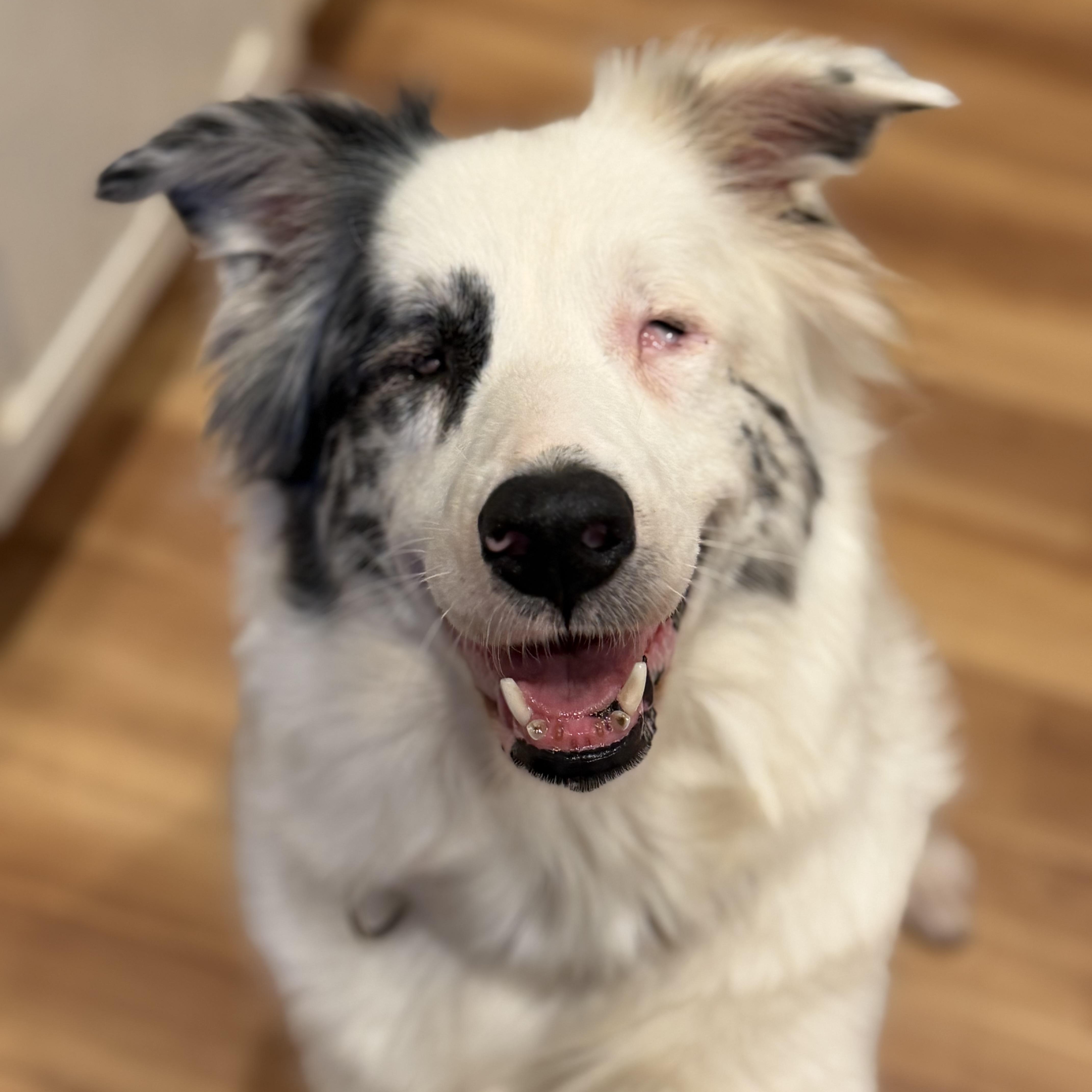 An adult medium-sized female Australian Shepherd dog named Leah for adoption in Collingswood, NJ