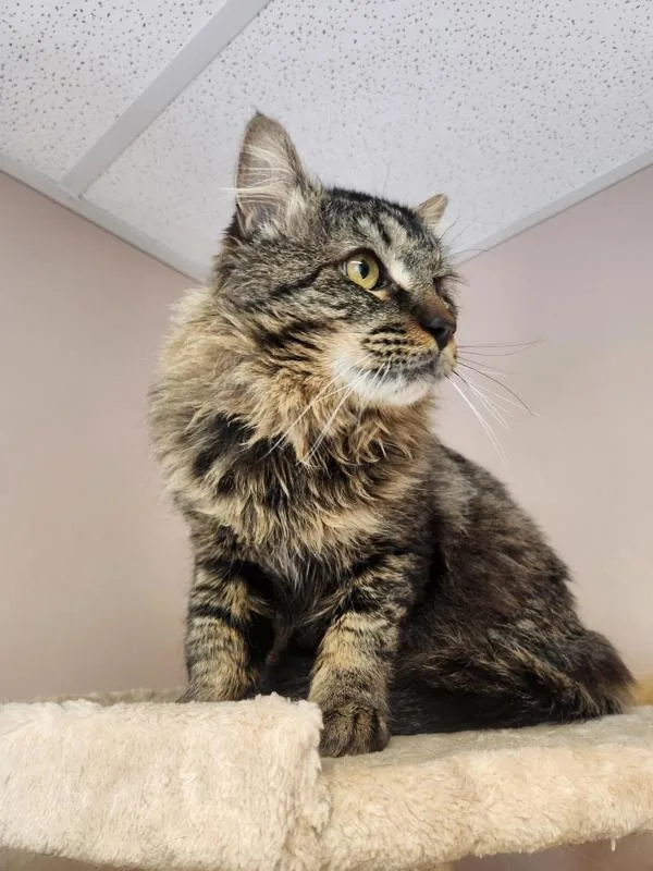 An adult medium-sized male Domestic Medium Hair cat named Toby for adoption in Great Falls, MT