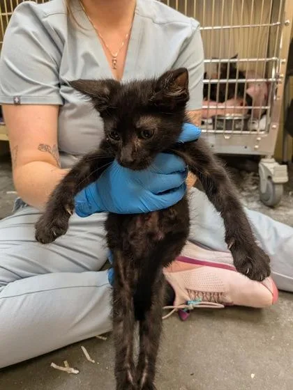 A baby small-sized male Domestic Short Hair cat named Galaxy for adoption in Independence, MO