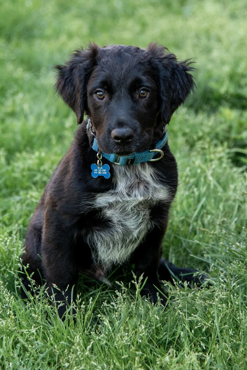 Watson