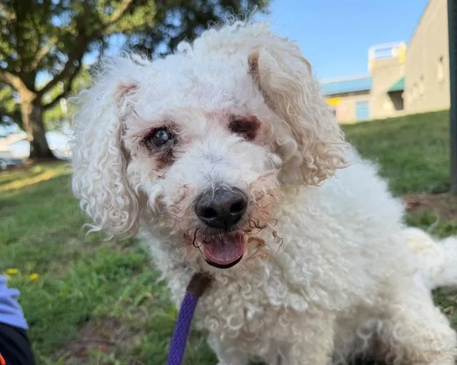 Oliver