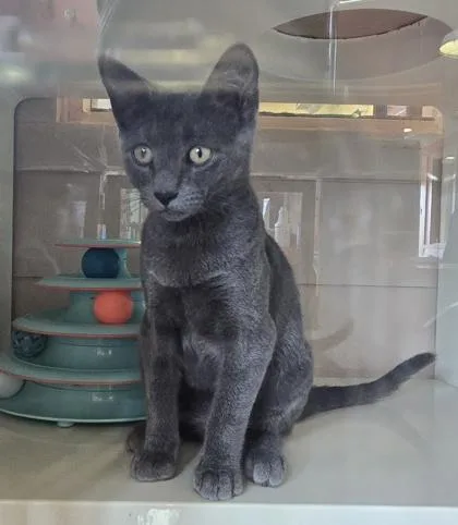 A baby small-sized male Gray / Blue / Silver Domestic Short Hair cat named Yeti for adoption in Fernandina Beach, FL
