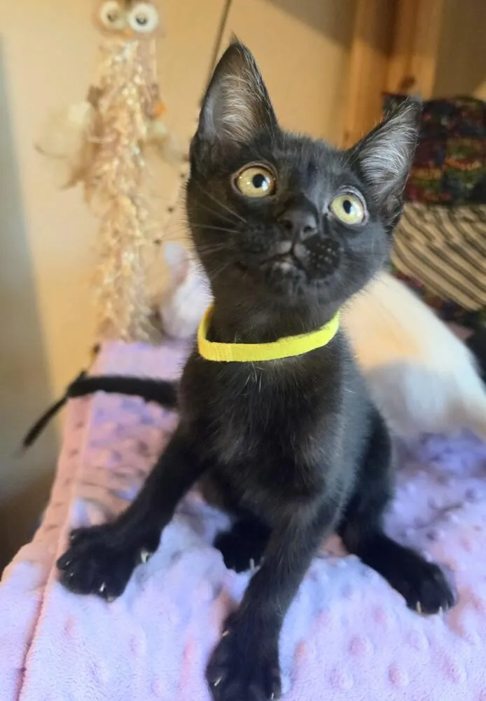 A baby small-sized male Black Bombay cat named Ladle for adoption in Austin, TX