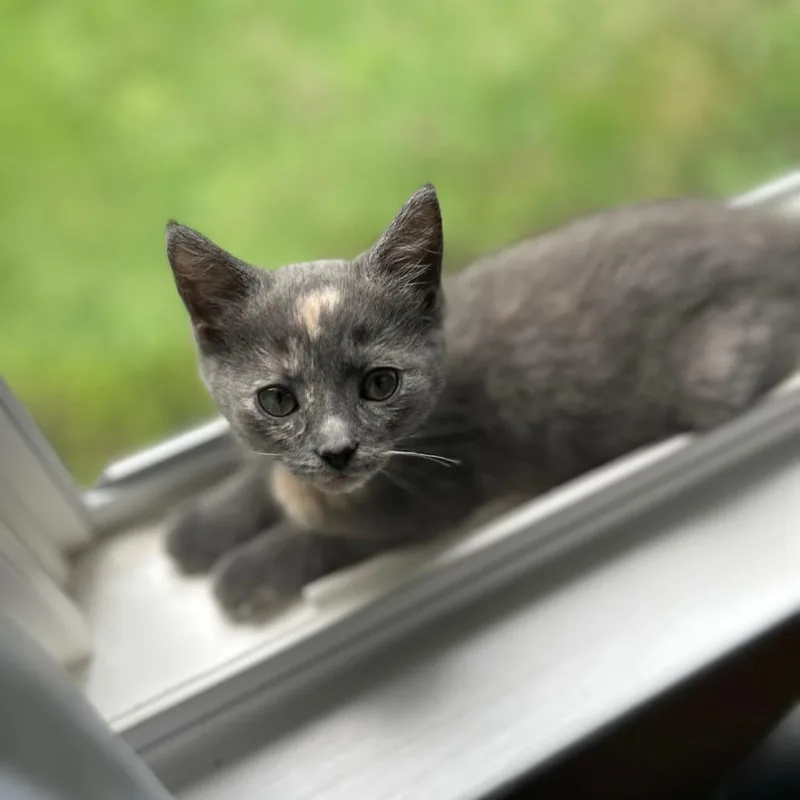 A baby small-sized female Tortoiseshell Domestic Short Hair cat named Ghibli for adoption in Charlottesville, VA