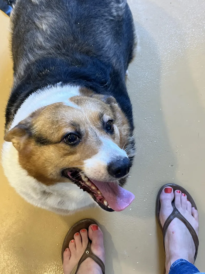 An adult medium-sized female Pembroke Welsh Corgi dog named Queenie for adoption in Havertown, PA